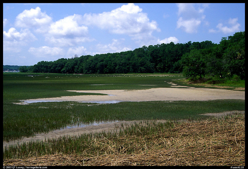 Grasses and birds,  Hilton Head. South Carolina, USA