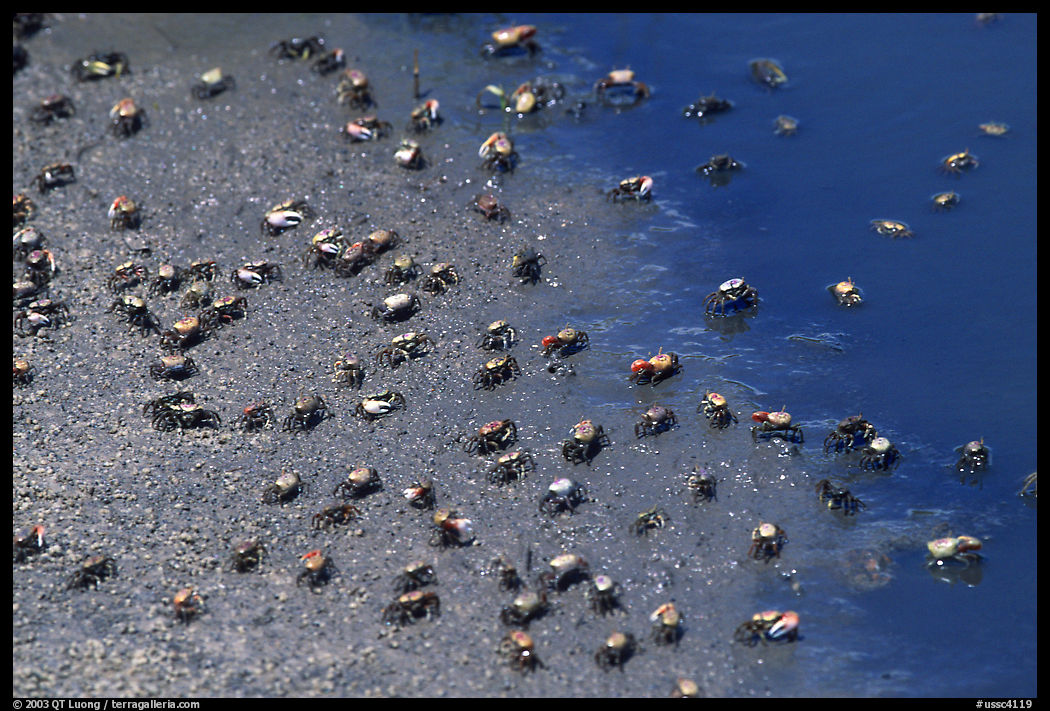 Tiny crabs, Hilton Head. South Carolina, USA