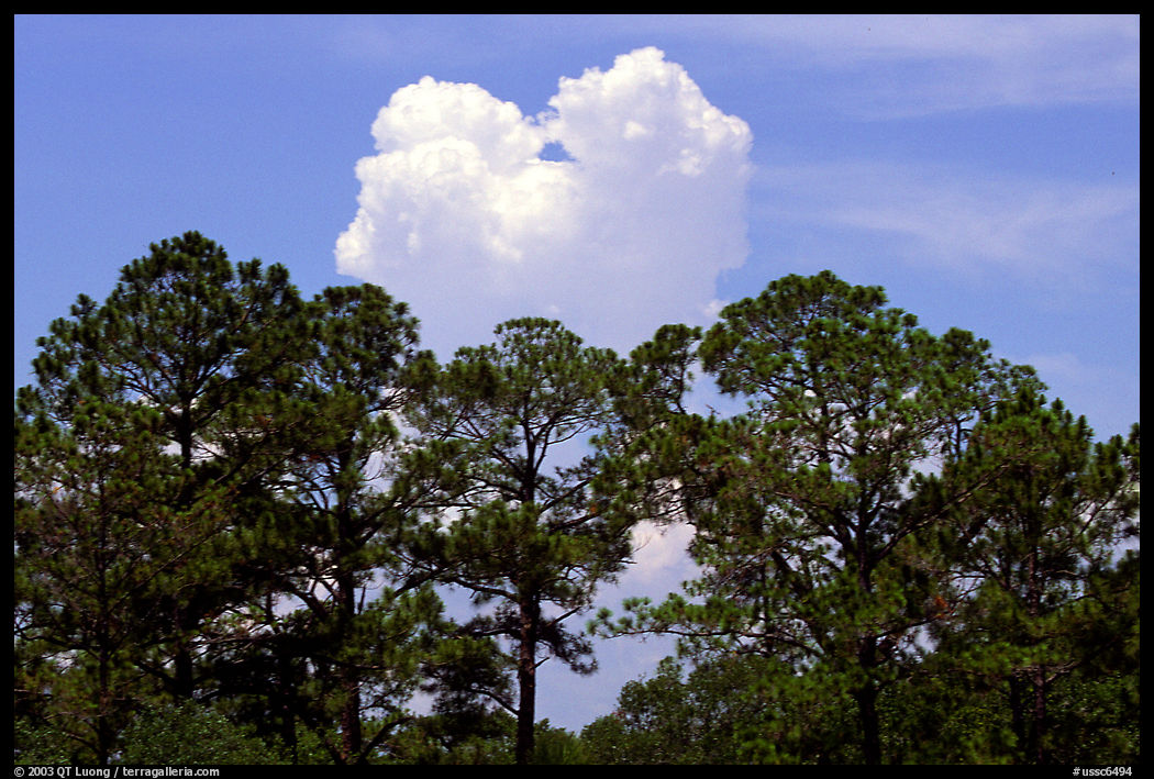 Trees and cloud, Hilton Head. South Carolina, USA