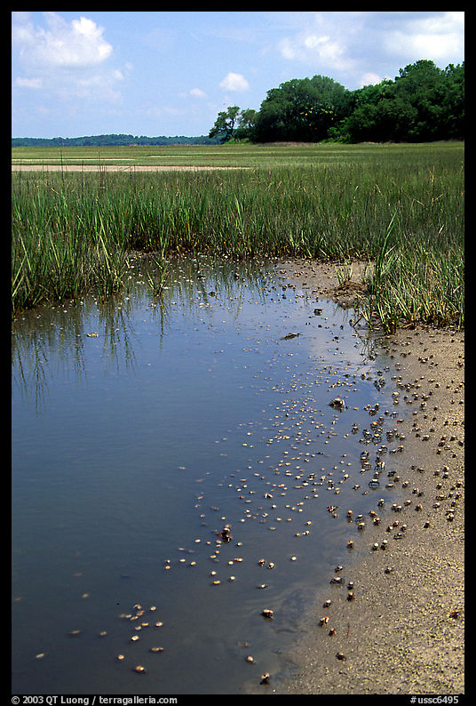 Crabs in a pond, grasses, Hilton Head. South Carolina, USA