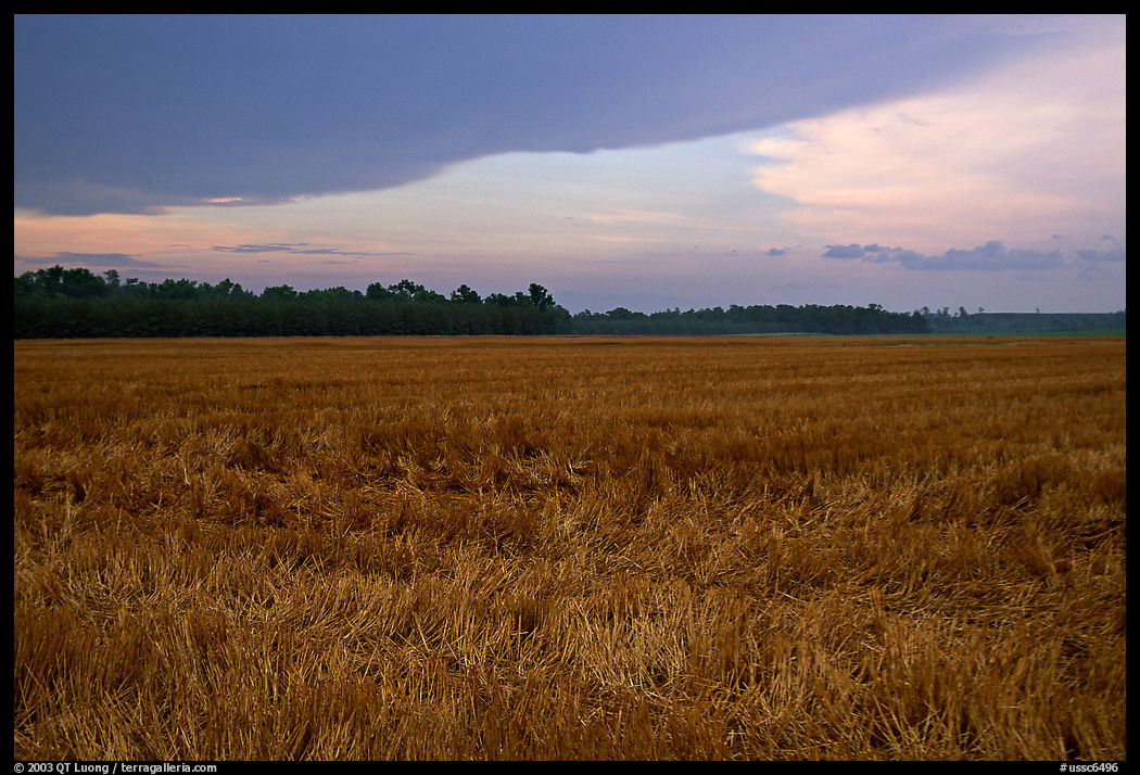 Grasses at sunset, Hilton Head. South Carolina, USA