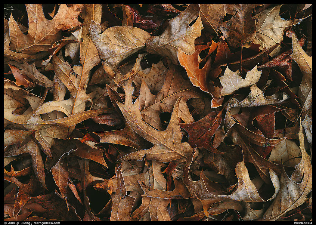 Fallen leaves close-up. Tennessee, USA