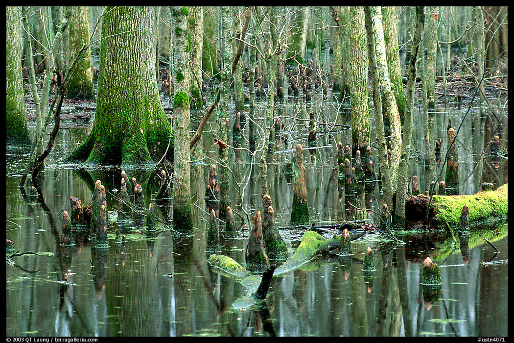 Cypress in Reelfoot National Wildlife Refuge. Tennessee, USA