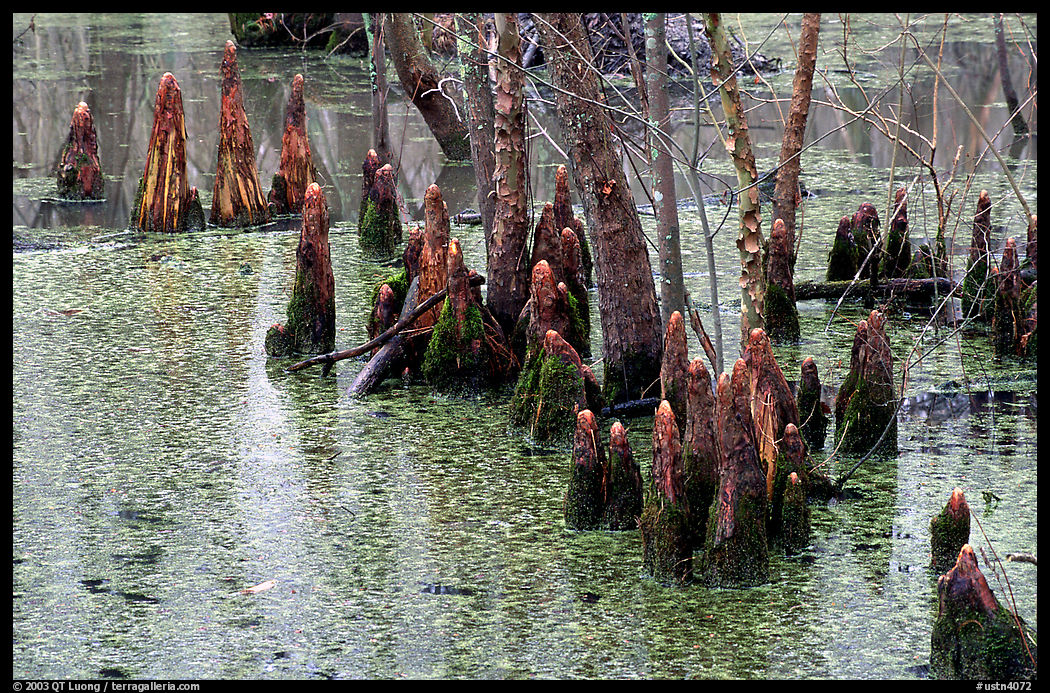 Cypress Knees in Reelfoot National Wildlife Refuge. Tennessee, USA