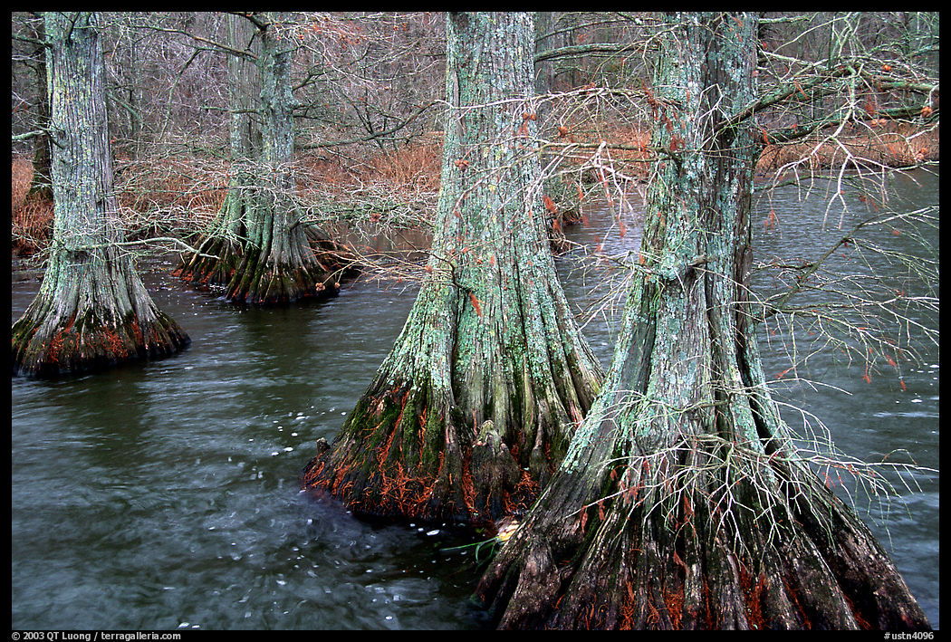 Cypress in Reelfoot National Wildlife Refuge. Tennessee, USA