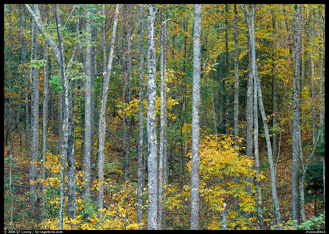 Trees in fall color, Blue Ridge Parkway. Virginia, USA