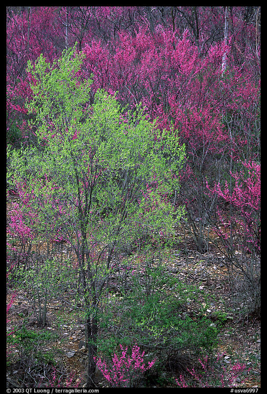 Redbud tree in bloom and tree leafing out. Virginia, USA