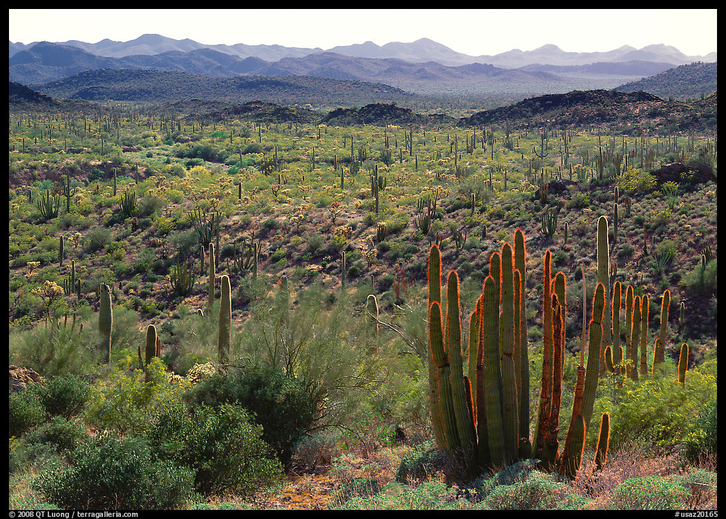 Cactus and Puerto Blanco Mountains. Organ Pipe Cactus  National Monument, Arizona, USA