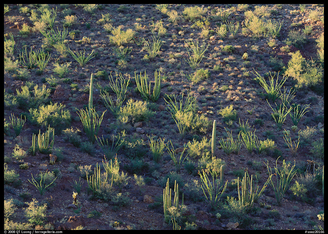 Ocotillo and cactus on a slope. Organ Pipe Cactus  National Monument, Arizona, USA
