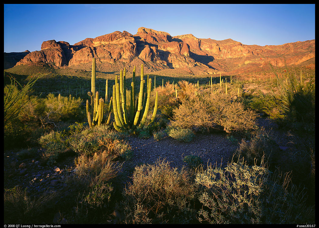 Organ Pipe cactus and Ajo Range, late afternoon. Organ Pipe Cactus  National Monument, Arizona, USA