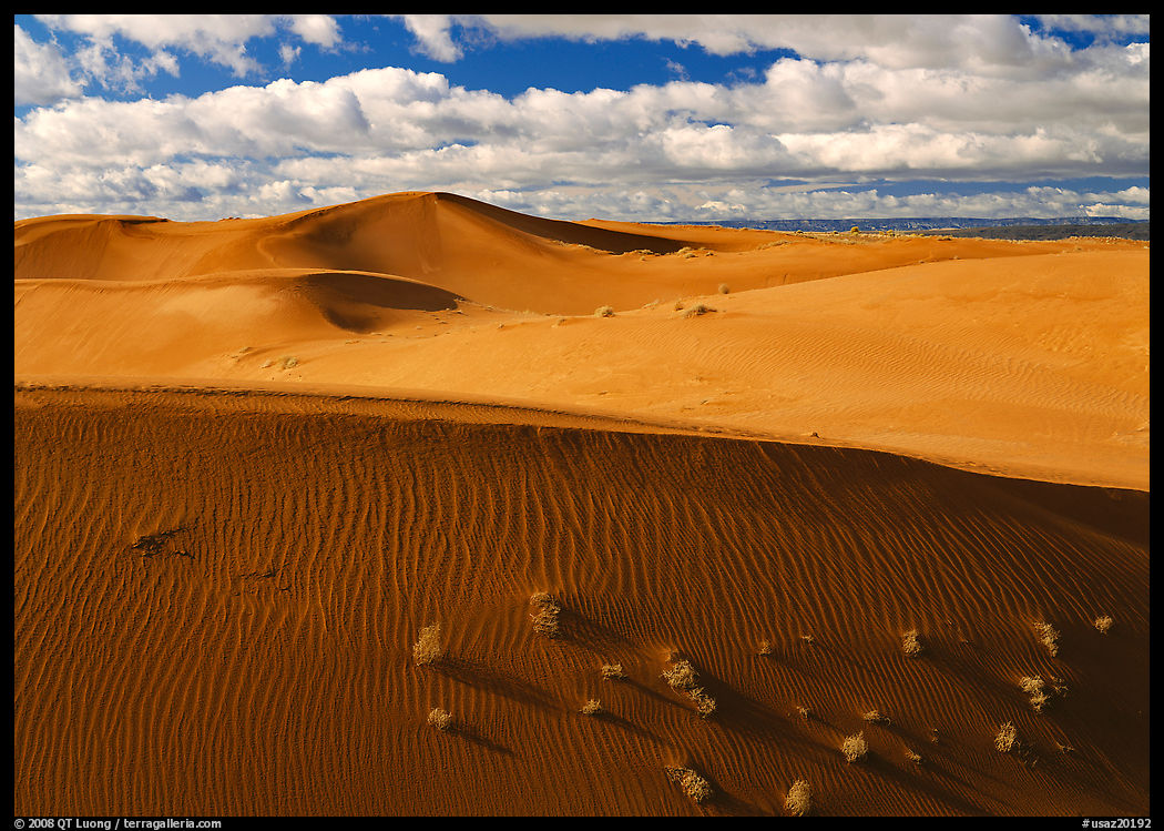 Dunes and bushes. Canyon de Chelly  National Monument, Arizona, USA