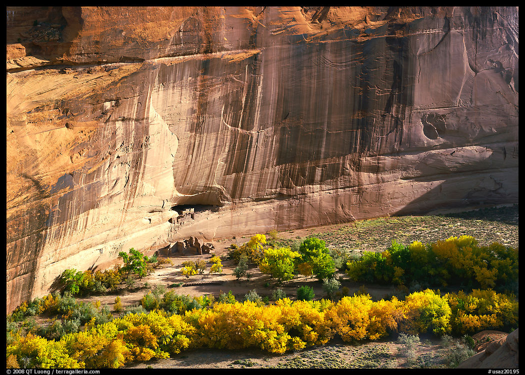 Floor of canyon with cottonwoods in fall colors and White House ruins. USA