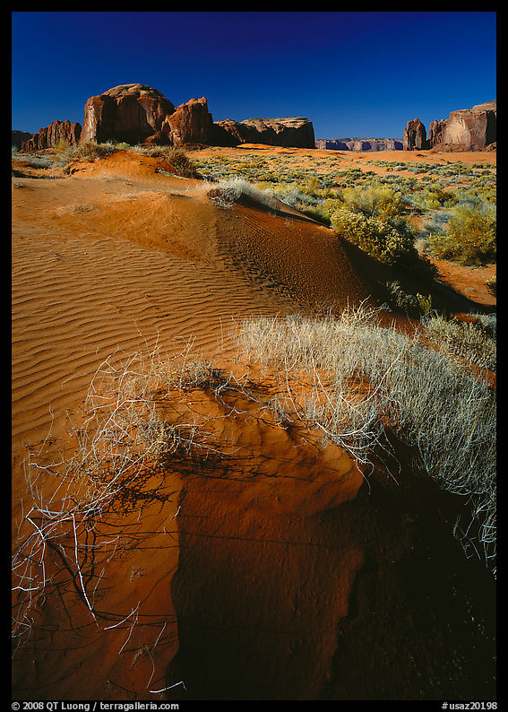 Grasses and sand dunes. Monument Valley Tribal Park, Navajo Nation, Arizona and Utah, USA