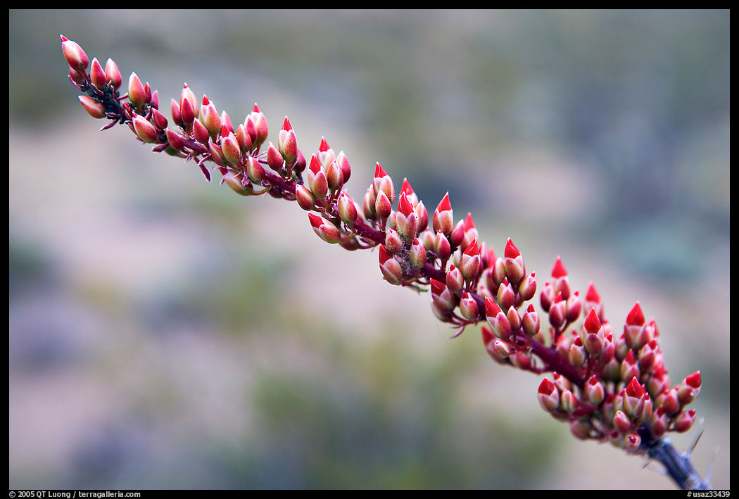 Close-up of Ocatillo bloom. Organ Pipe Cactus  National Monument, Arizona, USA