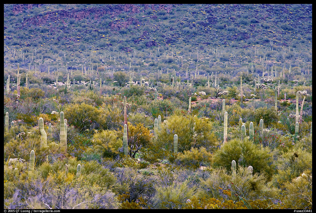 Verdant desert valley bottom with cactus, North Puerto Blanco Drive. Organ Pipe Cactus  National Monument, Arizona, USA