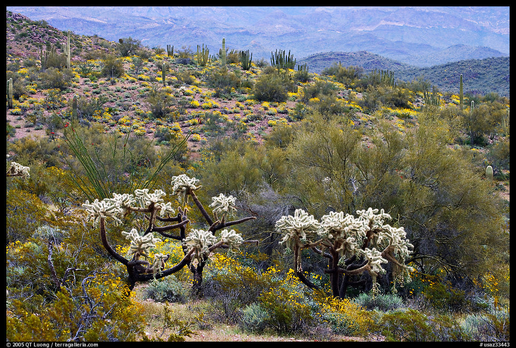 Chain fruit cholla cacti, organ pipe cacti, and brittlebush in bloom on hill. Organ Pipe Cactus  National Monument, Arizona, USA