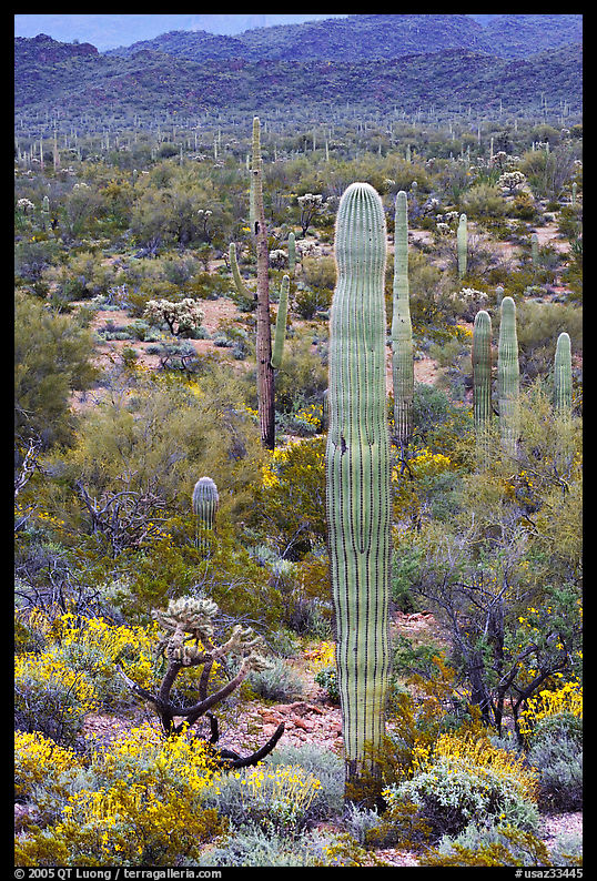 Saguaro cacti and brittlebush in bloom, North Puerto Blanco Drive. Organ Pipe Cactus  National Monument, Arizona, USA