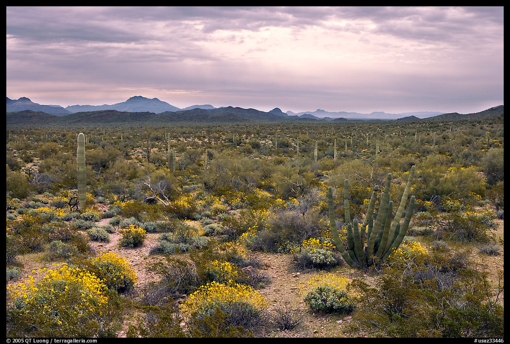 Cactus and brittlebush in the spring under cloudy skies, North Puerto Blanco Drive. Organ Pipe Cactus  National Monument, Arizona, USA