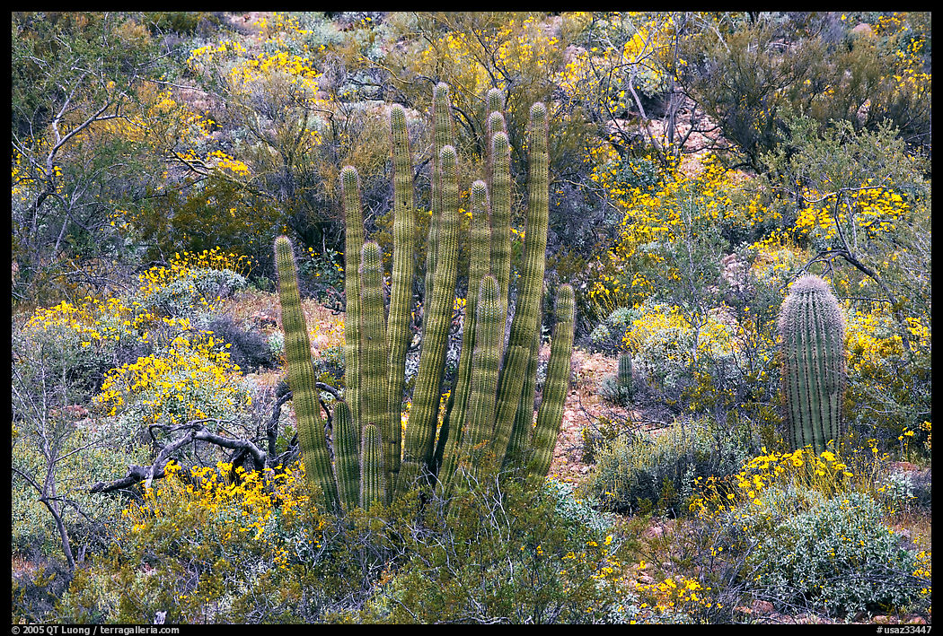 Organ pipe cactus and brittlebush (Encelia farinosa) in bloom. Organ Pipe Cactus  National Monument, Arizona, USA