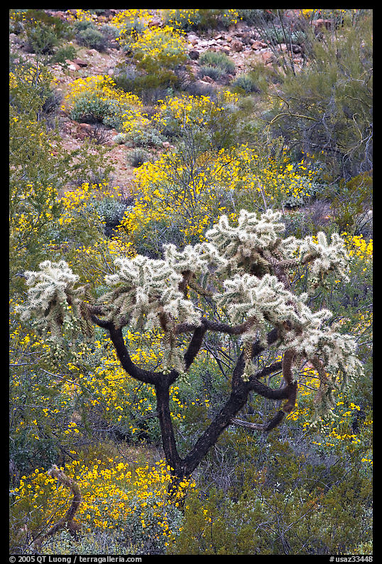 Chain fruit cholla cactus and brittlebush in bloom. Organ Pipe Cactus  National Monument, Arizona, USA
