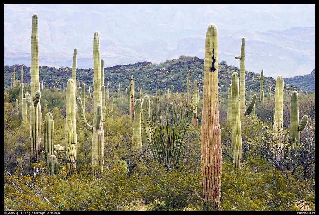 Saguaro cacti. Organ Pipe Cactus  National Monument, Arizona, USA