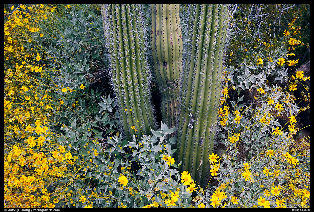 Base of organ pipe cactus and yellow brittlebush flowers. Organ Pipe Cactus  National Monument, Arizona, USA