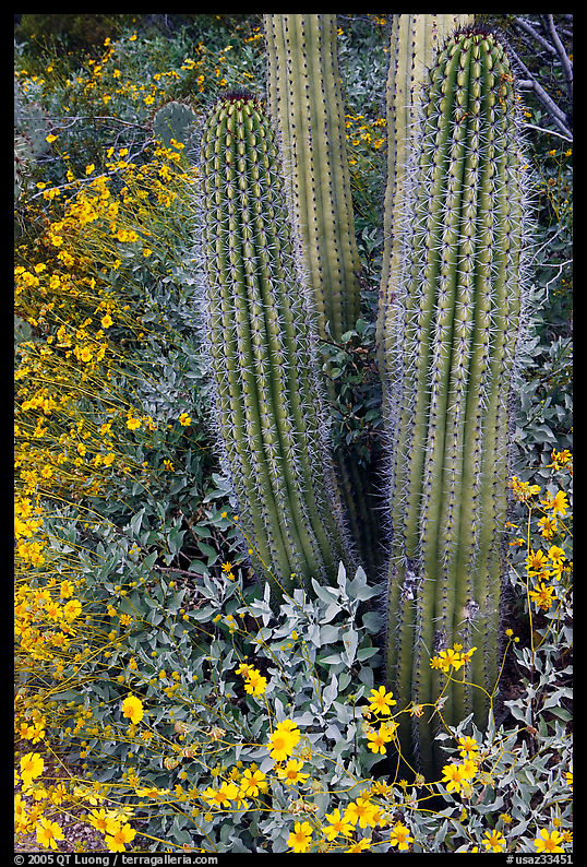Base of organ pipe cactus and yellow brittlebush flowers. Organ Pipe Cactus  National Monument, Arizona, USA