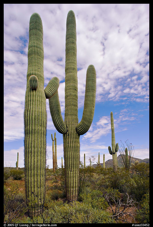 Saguaro cacti. Organ Pipe Cactus  National Monument, Arizona, USA