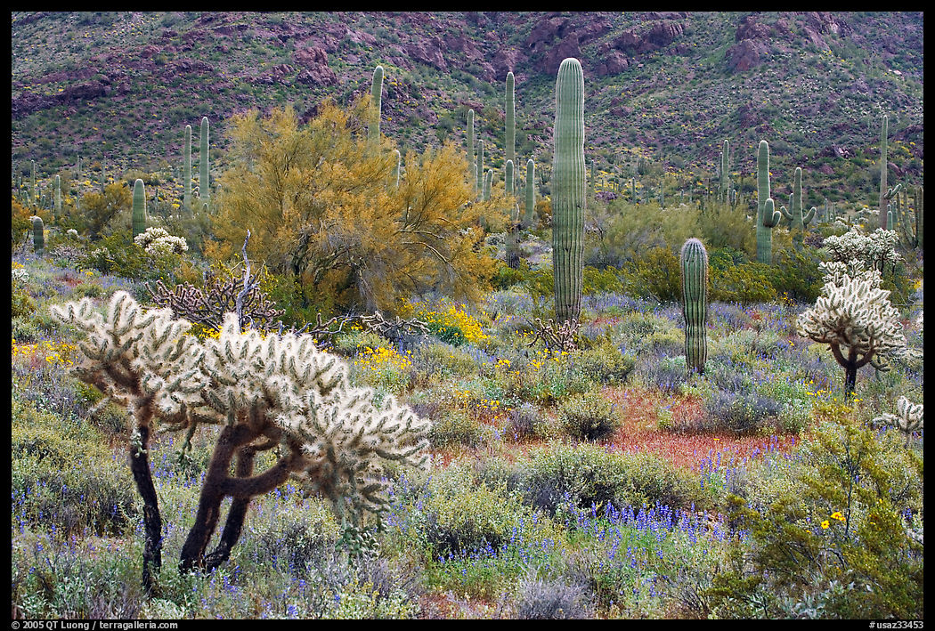 Cactus and annual flowers. Organ Pipe Cactus  National Monument, Arizona, USA