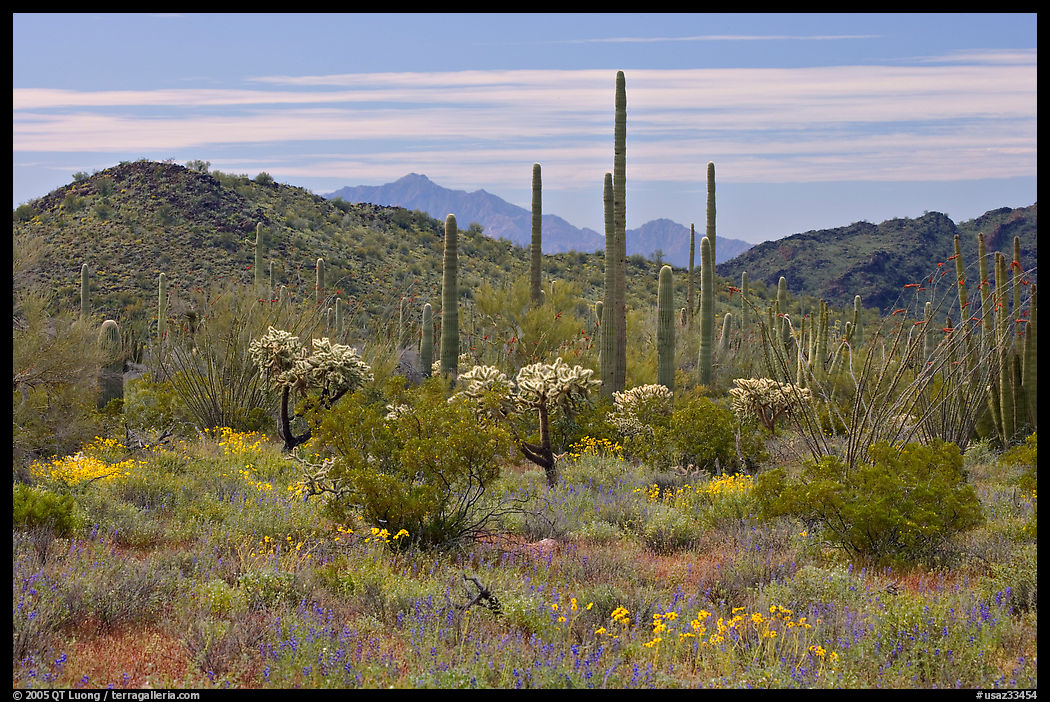 Cactus, annual flowers, and mountains. Organ Pipe Cactus  National Monument, Arizona, USA