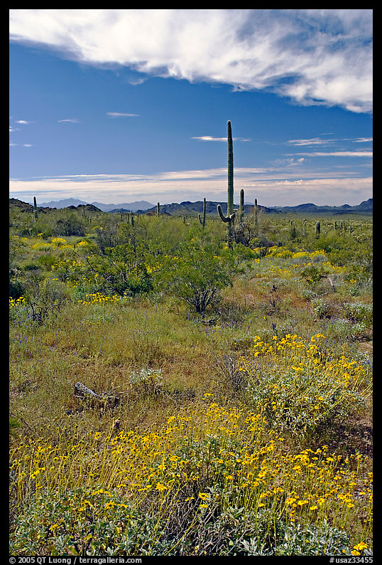 Britlebush in bloom, saguaro cactus, and mountains. Organ Pipe Cactus  National Monument, Arizona, USA