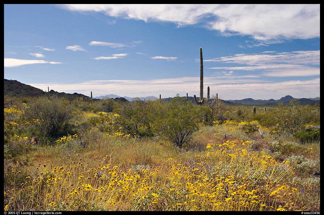 Britlebush (Encelia farinosa) in bloom, saguaro cactus, and mountains. Organ Pipe Cactus  National Monument, Arizona, USA