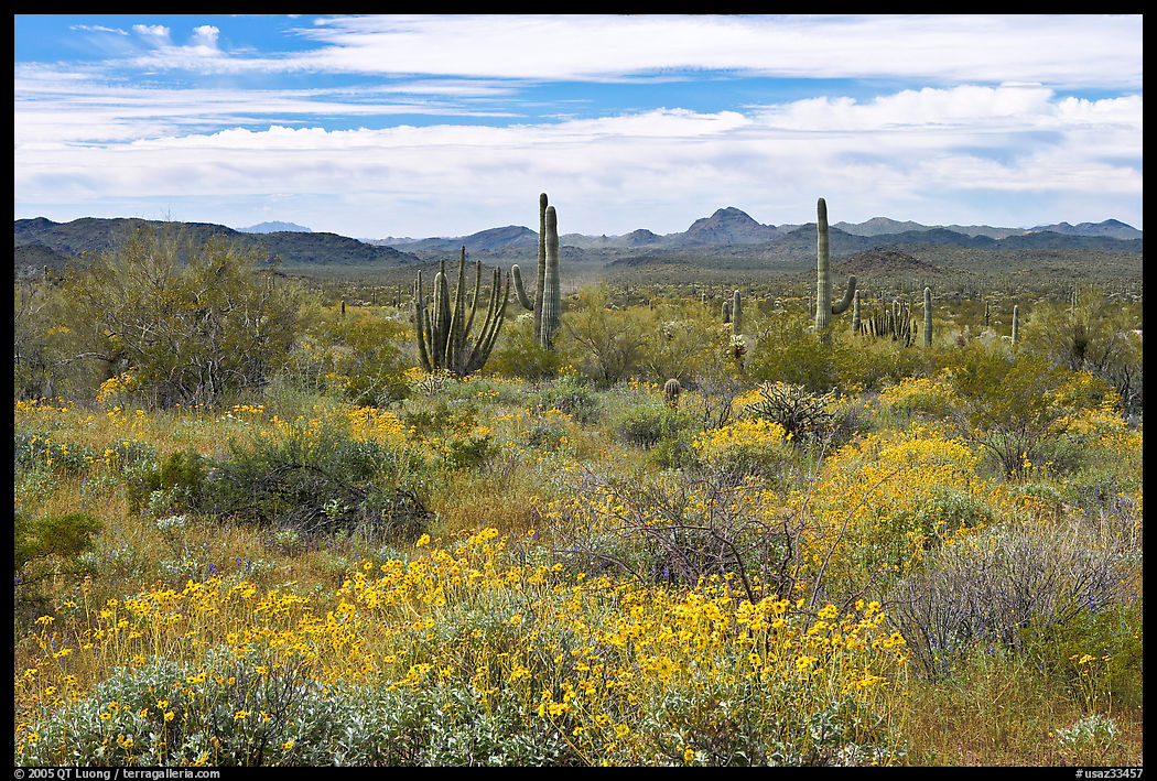 Desert in bloom with britlebush,  saguaro cactus, and mountains. Organ Pipe Cactus  National Monument, Arizona, USA