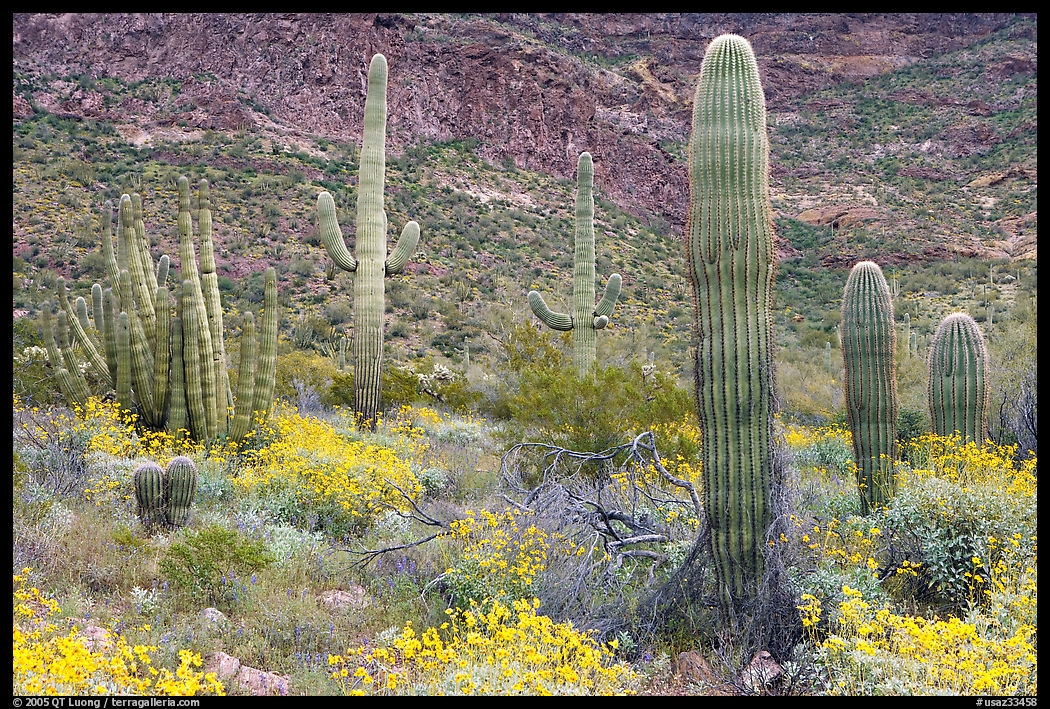 Group of Saguaro cactus amongst flowering brittlebush. Organ Pipe Cactus  National Monument, Arizona, USA