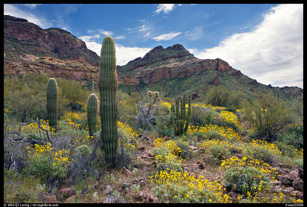 Cactus, field of brittlebush in bloom, and Ajo Mountains. Organ Pipe Cactus  National Monument, Arizona, USA