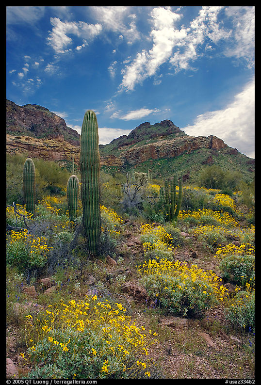 Cactus, field of brittlebush in bloom, and Ajo Mountains. Organ Pipe Cactus  National Monument, Arizona, USA