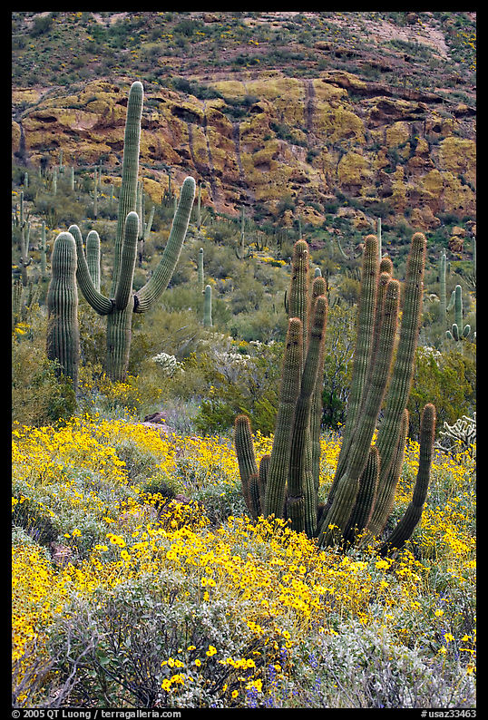 Organ pipe cacti on slope in spring. Organ Pipe Cactus  National Monument, Arizona, USA