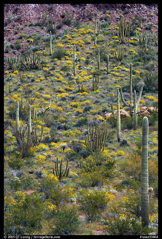 Slope with cactus and brittlebush, Ajo Mountains. Organ Pipe Cactus  National Monument, Arizona, USA