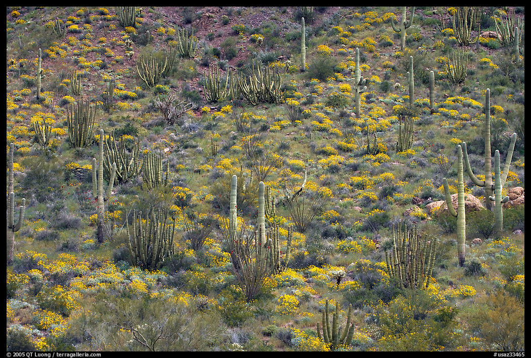 Hillside with cactus and brittlebush in bloom, Ajo Mountains. Organ Pipe Cactus  National Monument, Arizona, USA