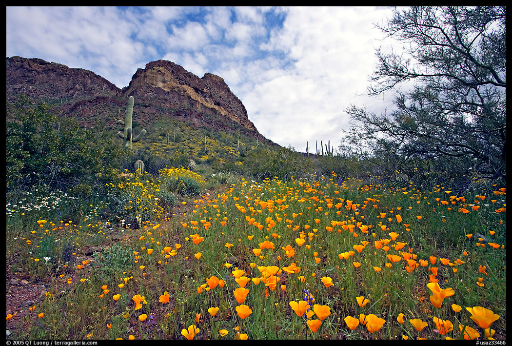 Mexican Poppies and Ajo Mountains. Organ Pipe Cactus  National Monument, Arizona, USA
