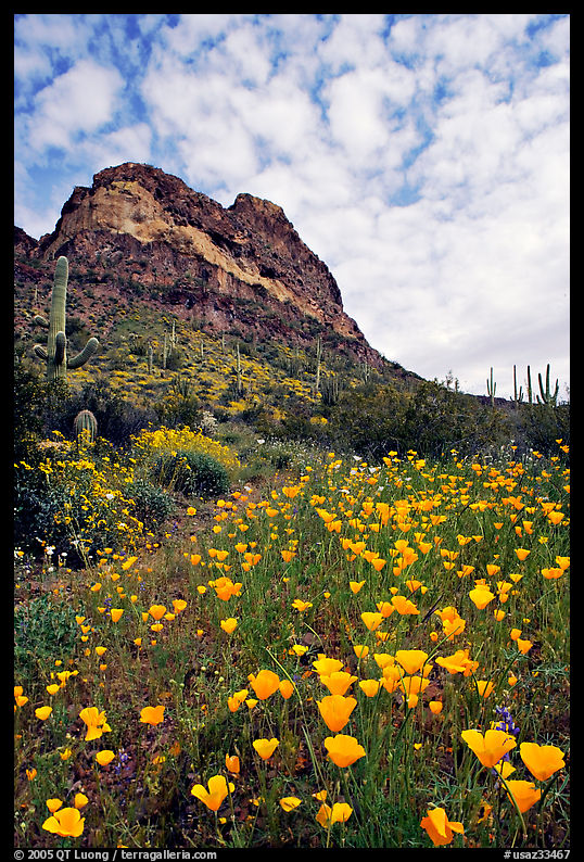 Mexican Poppies, cactus,  and Deablo Mountains. Organ Pipe Cactus  National Monument, Arizona, USA