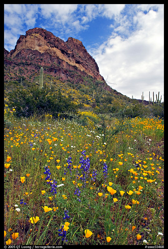 Mexican Poppies, lupine,  and Ajo Mountains. Organ Pipe Cactus  National Monument, Arizona, USA