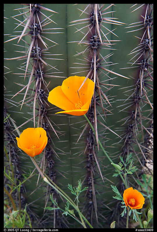 Close-up of Mexican Poppies (Eschscholzia californica subsp. mexicana) and Cactus. Organ Pipe Cactus  National Monument, Arizona, USA