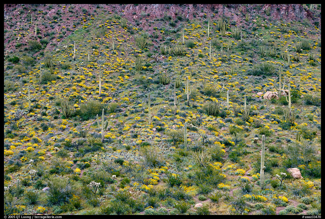 Hillside wih cactus and brittlebush in spring, Ajo Mountains. Organ Pipe Cactus  National Monument, Arizona, USA