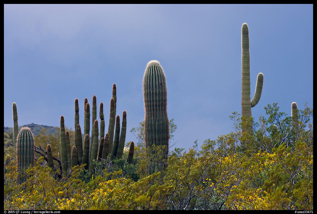 Saguaro cactus, approaching storm. Organ Pipe Cactus  National Monument, Arizona, USA