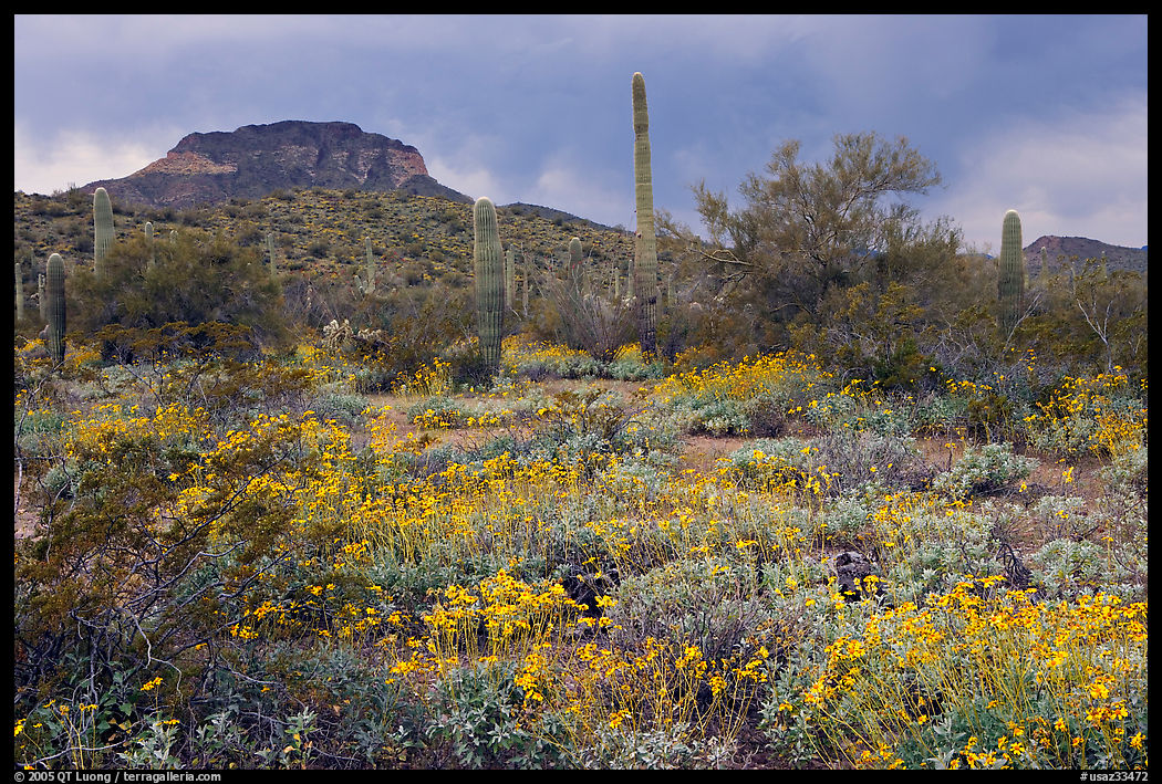 Brittlebush, cactus, storm clouds, and Ajo Mountains. Organ Pipe Cactus  National Monument, Arizona, USA