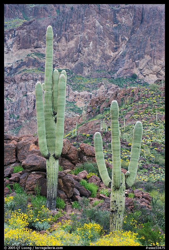 Multi-armed saguaro cactus in spring, Ajo Mountains. Organ Pipe Cactus  National Monument, Arizona, USA