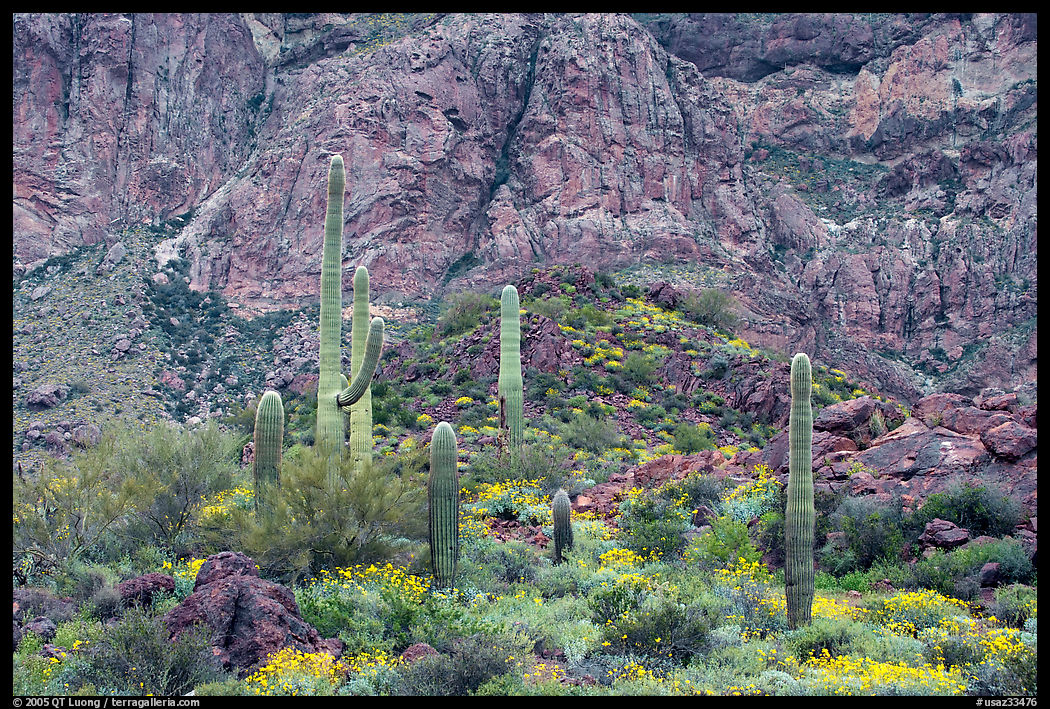 Group of saguaro cactus in spring, Ajo Mountains. Organ Pipe Cactus  National Monument, Arizona, USA