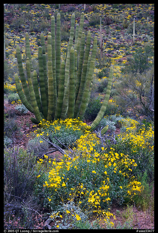 Brittlebush (Encelia farinosa) flowers and organ pipe cactus. Organ Pipe Cactus  National Monument, Arizona, USA
