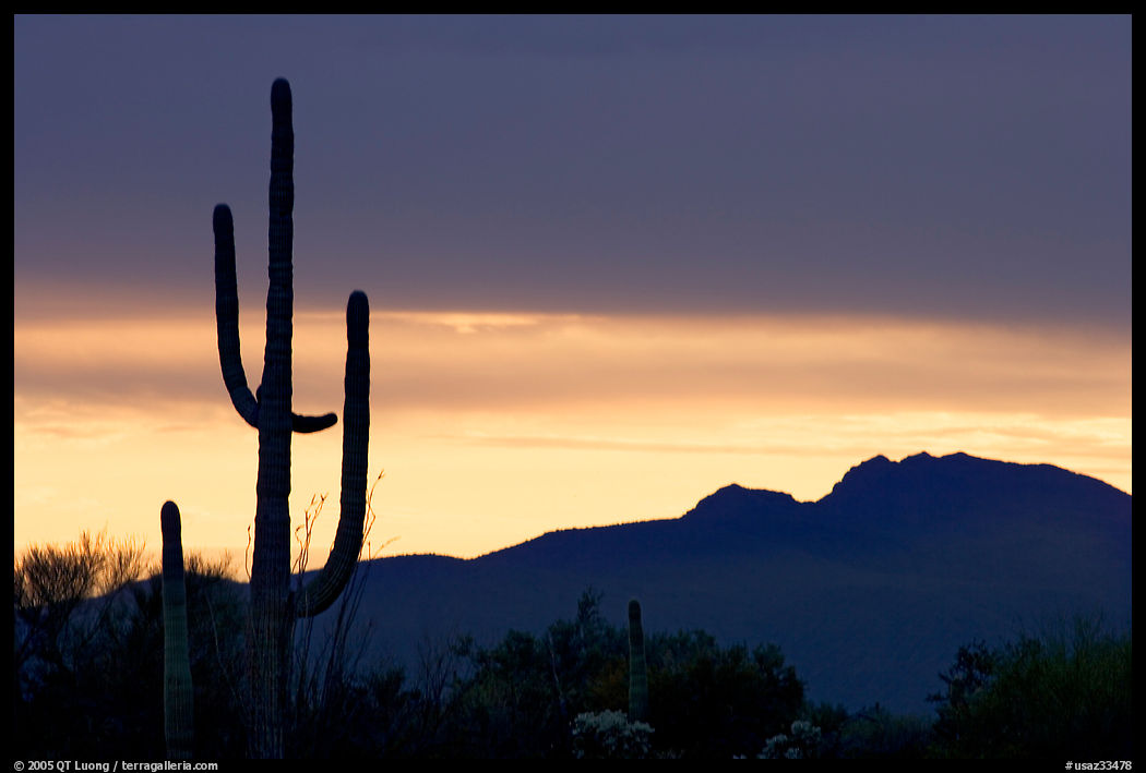 Saguaro cactus silhouetted at sunset. Organ Pipe Cactus  National Monument, Arizona, USA